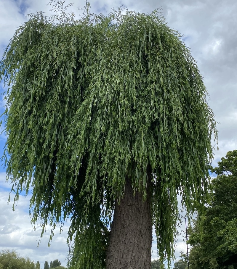 Beside The Willow Trees